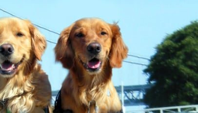 dogs4diabetics cachorro diabetes