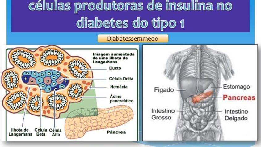diabetes sem medo regeneração células beta diabetes