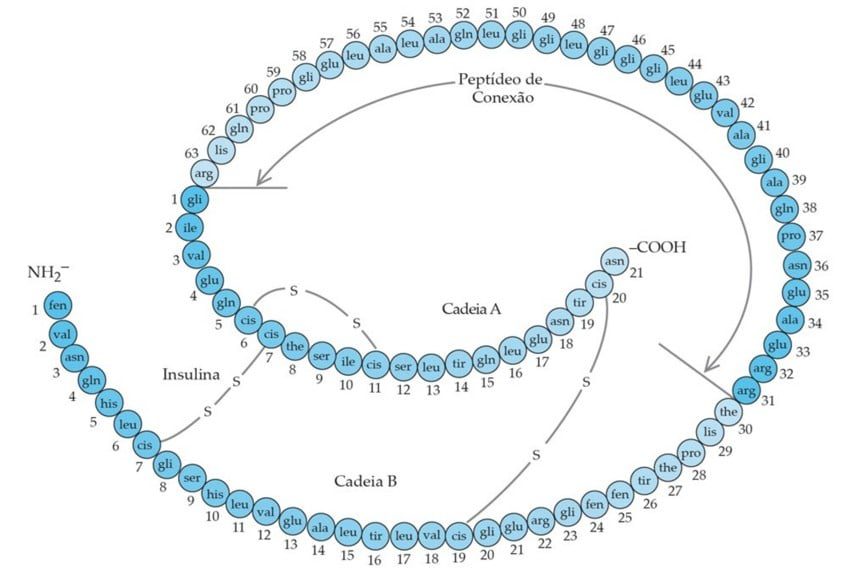 peptideo c diabetes